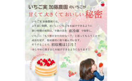 【先行予約受付中】【年内お届け！！】静岡県産いちご 紅ほっぺ 280g×2パック（1パック12～15粒） 冷蔵配送【配送不可：北海道・沖縄・離島】 苺 フルーツ