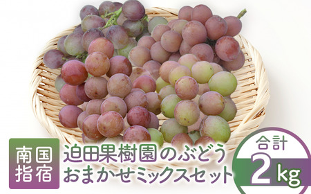 【2025年8月上旬～順次発送】迫田果樹園のぶどう 指宿産ぶどうのおまかせミックスセット約2.0kg(迫田果樹園/016-1342) ブドウ 葡萄 果物 フルーツ 果実 果樹園 食べ比べ 食べくらべ 詰合せ つめ合わせ