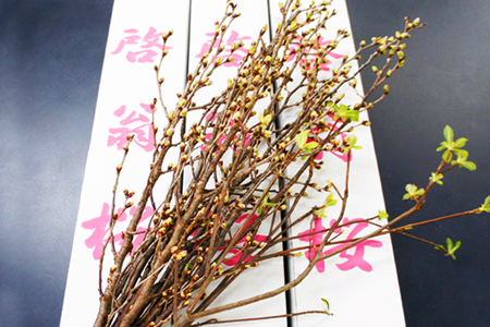 【2024年1月～3月頃発送】冬に咲く桜「啓翁桜」の切り花（80～90cm枝×8～10本）_F068(R5)
