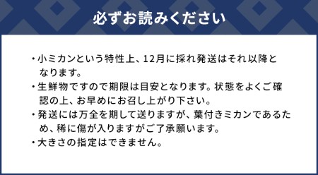 [国指定天然記念物]尾崎小ミカン先祖木の小ミカン【tsu002401】