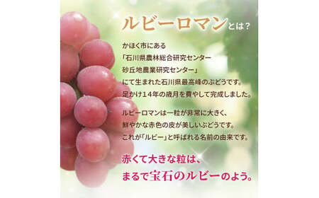 【先行予約 2026年収穫分】ルビーロマン 1房 約350g（お試しサイズ）【2026年8月中旬より順次発送】｜ ぶどう 