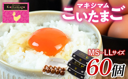 【TVで話題沸騰！】とにかく黄身が濃いたまご「マキシマムこいたまご」60個入り 伊達市 福島県 国産 MS～LLサイズ 卵 たまご 玉子 生卵 鶏卵 F21C-480