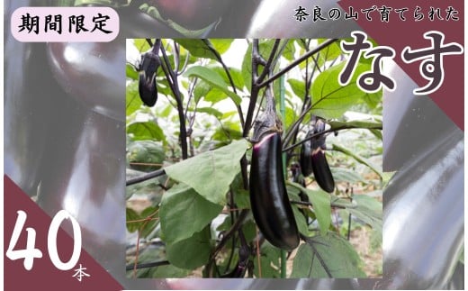 なす〈期間限定〉 なすび 夏野菜 千両2号 （40本）国産 奈良市産 ナス 茄子 産地直送  野菜 ベジタブル 新鮮 焼きナス 麻婆 煮浸し 煮つけ 味噌炒め キズあり 奈良県 奈良市 7-228