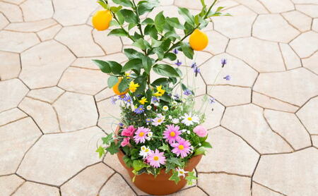 レモンの木 花 寄せ植え 5～6種類 レモンと季節のお花 テラコッタ鉢 植物 ガーデン インテリア ※配送不可:北海道、沖縄、離島 