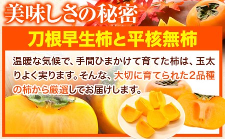 柿 かき お試し用！  【先行予約】たねなし柿（刀根早生柿・平核無柿）約1.5kg（6～8玉前後） 《2024年9月下旬-10月下旬頃出荷》 和歌山県 紀の川市 種なし柿 産地直送 柿 果物 フルーツ