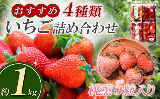 高級いちご「桃薫」入り！　おすすめ４種いちごの詰め合わせ1kg【 イチゴ 苺  白いちご 茨城県 つくば市 大粒 人気 1キロ 果物 フルーツ デザート ギフト 贈り物 新鮮 高級 甘い 食べ比べ 】