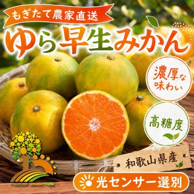 濃厚な味わい ゆら早生みかん 約7kg (nuk003-yura-7)【1763176】