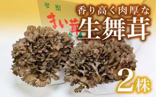 琴引舞茸まるごと２株！約400ｇ×２株【 きのこ キノコ 舞茸 まいたけ 完全無農薬 贈答用  Ａ-93 】