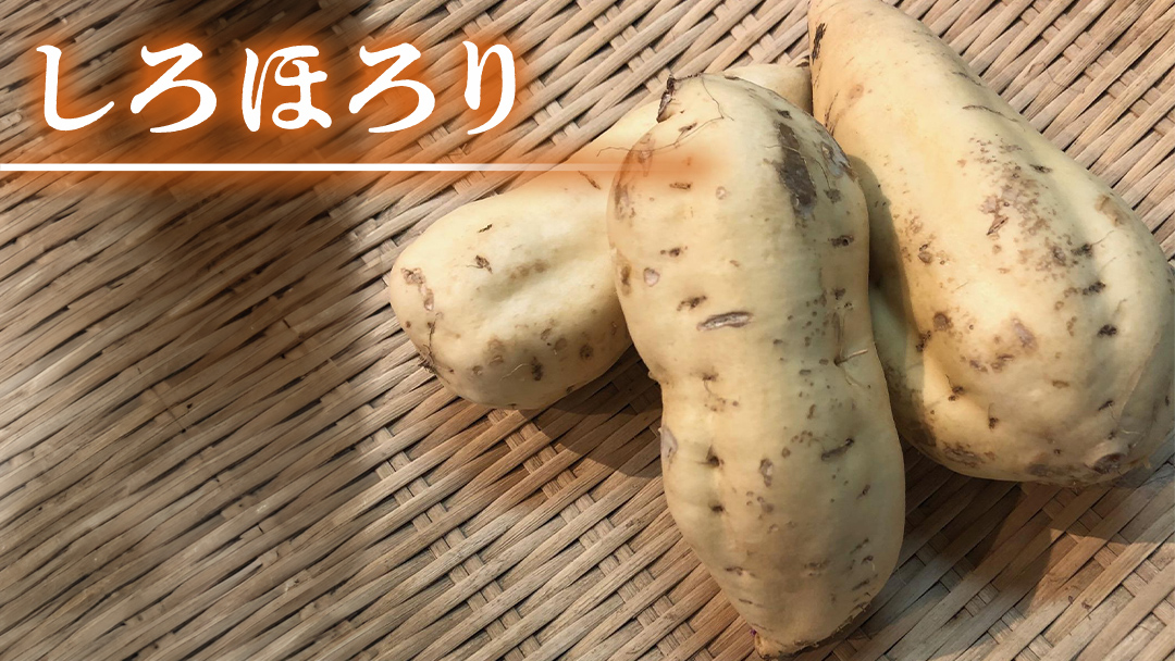 みずほの村市場牛久店  しろいも 食べくらべ （ きみまろこ 2kg しろほろり 1kg）計約3kg  甘い 芋 いも サツマイモ スイーツ 野菜 珍しい野菜