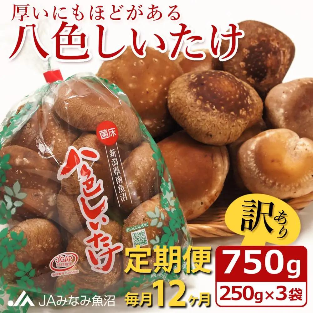 【JAみなみ魚沼定期便】家庭用「八色しいたけ」（750g×全12回） 訳あり 不ぞろい 農家応援 厚いにもほどがある｜しいたけ