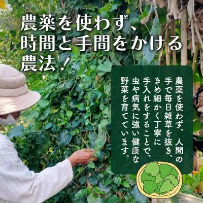 ふるさと納税 石垣市 沖縄の健康長寿の秘訣「琉球百薬(おかわかめ)」10袋と旬の野菜詰め合わせ |  | 01