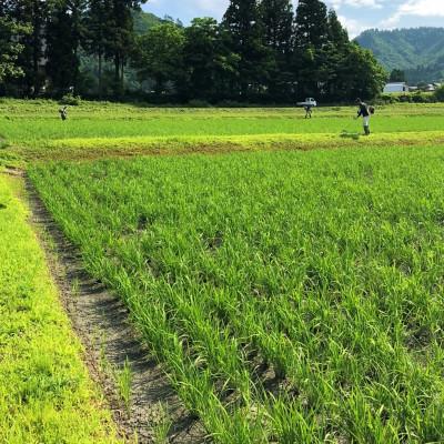 ふるさと納税 魚沼市 【毎月定期便】生産者直送!魚沼産コシヒカリ雪里米(ふるさとまい) 精米 3kg全6回 |  | 02