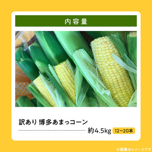 【ふくおかエコ農産物認証】【訳あり】農家直送！SDGs米糠堆肥で作った博多あまっコーンご家庭用カット品 4.5キロ以上（12～20本）【2026年6月より順次出荷】_【ふくおかｴｺ農産物認証】農家直送