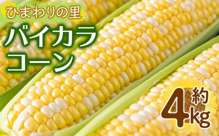 ＜先行予約！2027年6月上旬以降順次発送予定＞バイカラコーン(約4kg) トウモロコシ とうもろこし 人気 【man070】【Aglio nero】