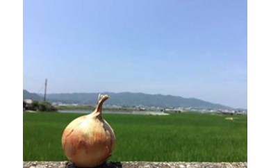 淡路島の農家の嫁から直送「完熟玉ねぎ 中生晩生 ５㎏」◆配送5月中旬～
