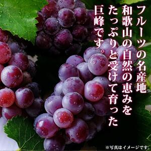 紀州和歌山産 の種なし巨峰ぶどう2房（約800g〜1kg）【UT121】