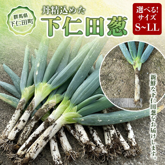 【ふるさと納税】丹精込めた下仁田葱 選べるサイズ S・M・L・LL とろける 甘い ねぎ ネギ 王様ねぎ 殿様ねぎ 特産 栄養たっぷり ブランド 上州ねぎ すきやき F21K-586var