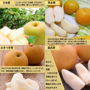 茨城県産 梨【品種おまかせ】約5kg【土浦市産】 ※2026年9月～発送