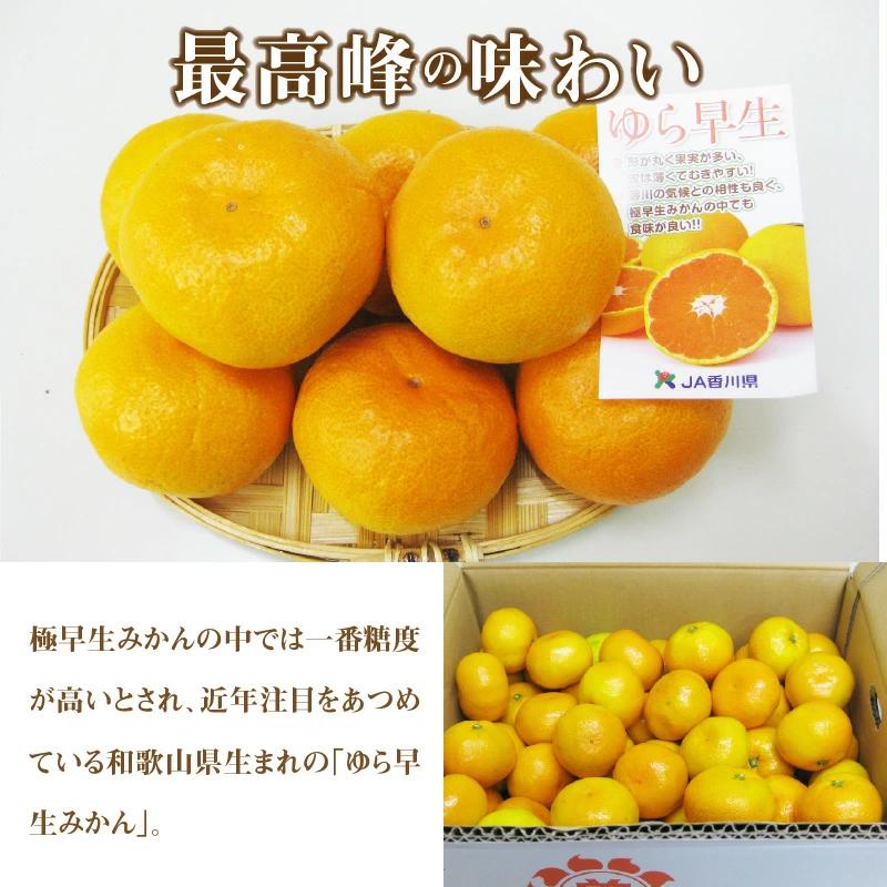 【先行予約】極早生みかんの最高峰 「ゆら早生」 約5kg_M02-0016