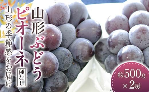 山形ピオーネ ぶどう 500g×2房《種なし品種です》【2025年9月から発送】  ブドウ 葡萄 デザート フルーツ 果物 くだもの 果実 食品 山形県 FSY-1064