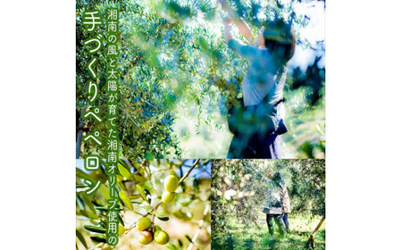 しいたけペペロン　4個セット【 家庭用 自宅用 贈答品 贈答用 ギフト お取り寄せ お中元 お歳暮 贈り物 お祝い 神奈川県 小田原市 】