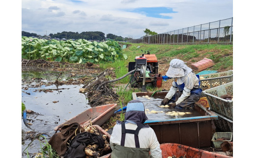 【先行予約】レンコン 2kg ◇ ｜ 収穫仕立て 産地直送 れんこん 蓮根 蓮 甘み シャキシャキ 茨城県 土浦市産 ※2026年9月～発送