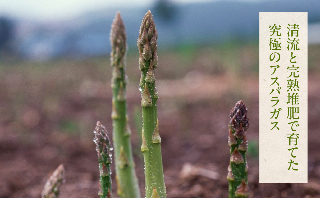 先行予約（2026年5月から順次発送）高級アスパラガス 隆至の龍 1kg（約50本入り）レギュラーサイズ アスパラ 下呂市  限定 こだわり ブランド 期間限定【大黒屋農園】【119-2】 アスパラ 