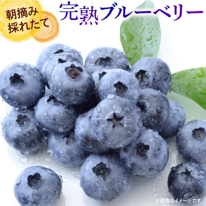 【ふるさと納税】朝摘み ブルーベリー 1kg 2kg 生産者直送 2025年産先行予約 フルーツ 埼玉県伊奈町産