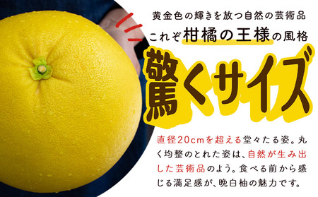 晩白柚 2玉 2Lサイズ ばんぺいゆ 熊本《12月上旬-1月末頃出荷》熊本県 氷川町 果物 フルーツ 熊本県産 晩白柚 ばんぺいゆ