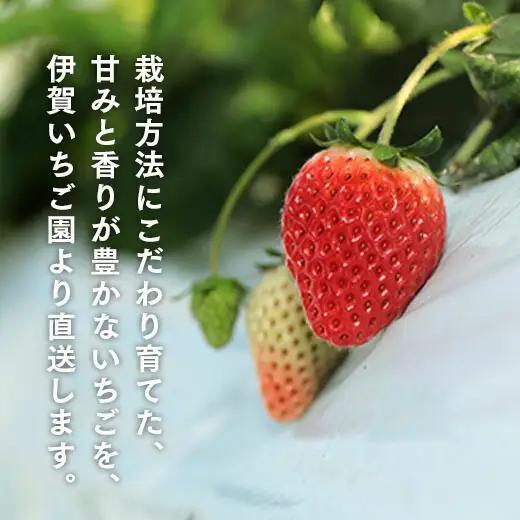 伊賀いちご園のおまかせ 280g×2パック | ふくはる香 ゆうやけベリー