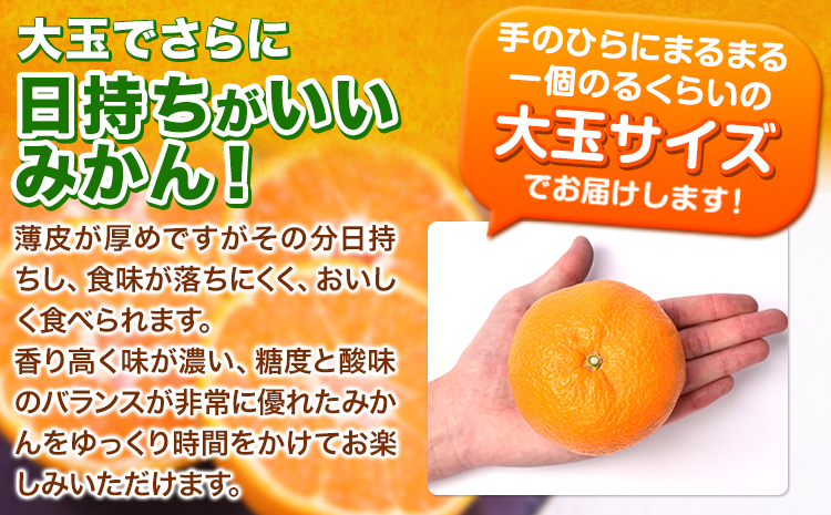 みかん 訳あり 大粒みかん 10kg  フルーツ 旬 柑橘 大粒 大玉 《2026年1月中旬-2月末頃出荷》---fn_notbmkn_bc1_r7_12000_10kg---
