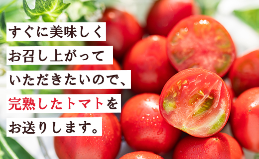 【数量限定】うしの恵 フルーツトマト 化粧箱入り 約1.5kg - 野菜 とまと 産地直送 2025年発送 令和7年 料理 アレンジ サラダ 鍋 サンドイッチ 完熟 甘い あまい フレッシュ さっぱり