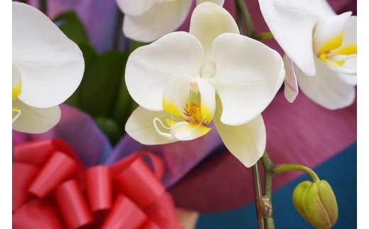 胡蝶蘭　白大輪　5本立ち 還暦 お祝い 当選 就任　開業 新築　長生き　母の日　父の日 商売繁盛　記念　お歳暮　お中元 お花 贈り物 プレゼント ギフト こちょうらん