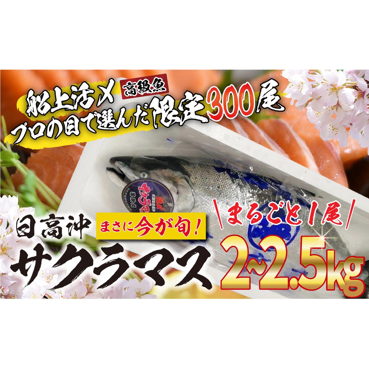 ＜2025年5月から順次発送＞ 北海道産 サクラマス 2～2.5kg まるごと 1尾 ＜ 予約商品 ＞