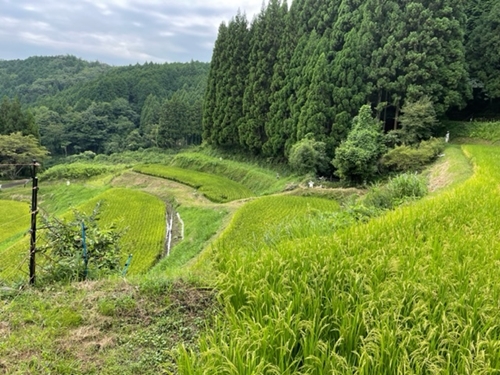 あかひと米　ひとめぼれ／あかひと農園　お米　名産品　精米　奈良県　宇陀市