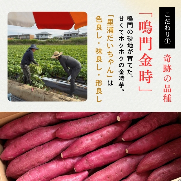 【予約受付中・2025年10月下旬頃より順次発送】鳴門産 さつまいも 『 里浦だいちゃん 』 5kg | なると金時 甘い ホクホク スイーツ 焼き芋 干し芋 天ぷら サラダ けんぴ きんつば　さつま