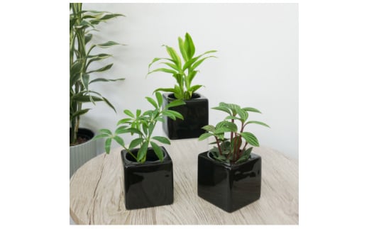 リトルフィット黒角3個セット＜オススメの観葉植物でお届け＞【1504078】