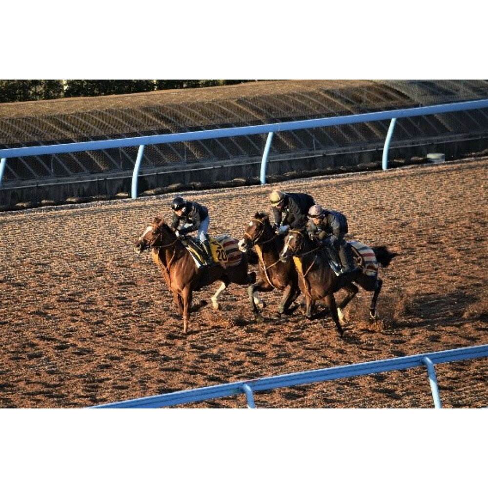 【ふるさと納税】令和8年2月18日（水）美浦村体感 トレセン調教見学付き村内ツアーと特産品（お米5kg）