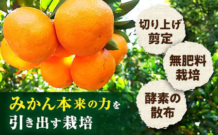 〈先行予約〉【11月中旬頃～1月中旬配送】長崎県産 温州みかん 約5kg / みかん 柑橘 5kg フルーツ 果物 / 大村市 / 山光農園[ACAI002]