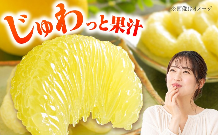 文旦 ぶんたん 土佐 柑橘 高知県産 フルーツ お取り寄せ 贈答 先行予約