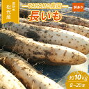 【ふるさと納税】先行予約 長野市松代産 TAKANO農園　長いも 約10kg（訳あり）【8～20本】長芋　ながいも　お届け：2024年11月下旬～2025年3月上旬