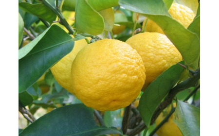 柚子三昧 ゆず玉 ゆずシロップ セット 期間限定 ゆず 柚子 シロップ 詰め合わせ セット 数量限定 6個 200g 2パック ギフト 贈り物 プレゼント  料理 お酒  TR-18