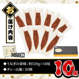 うなぎ 無投薬 鹿児島県産 ＜定番＞(計1.2kg以上・ 約120g×10尾) うなぎ 【西日本養鰻】C45