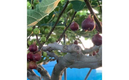 No.281 朝採りいちじく4kg