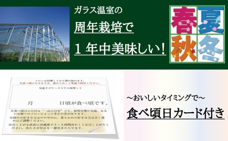 メロン 定期便 12ヶ月 クラウンメロン 1玉 白級 マスクメロン