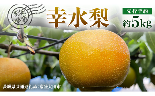 【 先行予約 】茨城県産 梨 幸水 約 5kg 11玉～16玉 ( 茨城県共通返礼品 : 常陸太田市 ) 【 2025年8月中旬発送予定】 フルーツ 果物 国産 日本産 梨 ナシ なし 和梨 期間限定