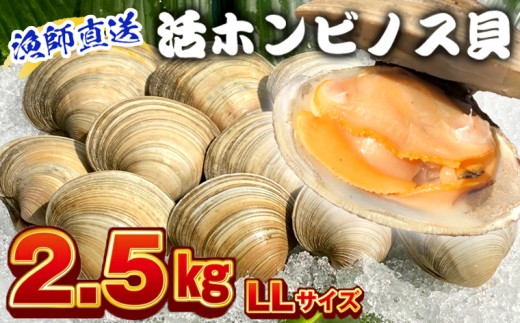 漁師直送！活ホンビノス貝2.5kg（LLサイズ）　ホンビノス 貝 白はまぐり 大あさり 浜焼き BBQ バーベキュー アウトドア キャンプ 漁師直送 産地直送 魚介類 海鮮 貝 シーフード クラムチャウダー スープ パスタ 天ぷら 酒蒸し 千葉県