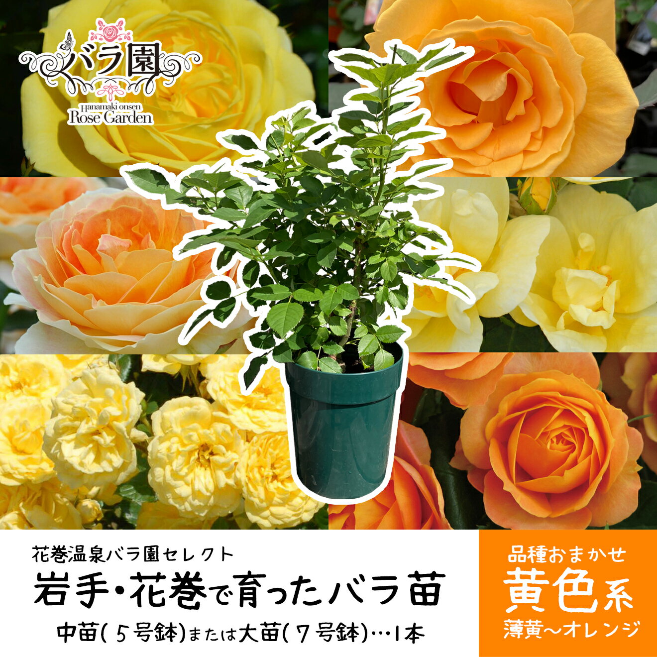 【ふるさと納税】色が選べる♪ 花巻温泉バラ園で育った ≪選べる苗！大苗（7号サイズ）or 中苗（5号サイズ）≫ -黄- ＜2026年3月より発送＞ ふるさと納税 花