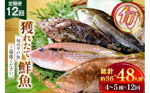 魚 海鮮 地魚 詰合せ4〜5種類 12回 定期便 [ひらど新鮮市場 長崎県 平戸市 hr42bgy400192] さかな 詰め合わせ 鮮魚