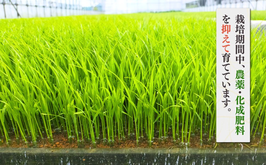 新潟県弥彦村石井農園 令和7年産コシヒカリ＜白米 10kg＞ | 新潟県 弥彦村